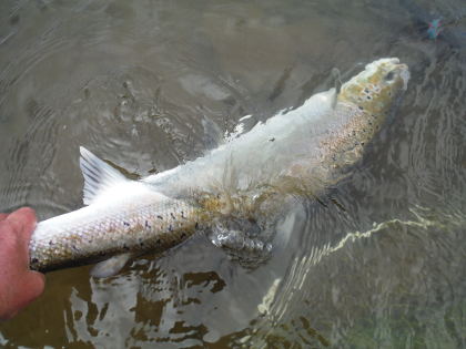 Aramstone salmon about to go back