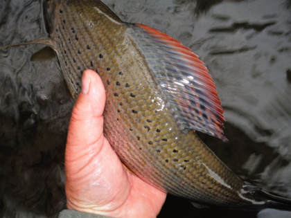A Lugg grayling from Mortimer's Cross