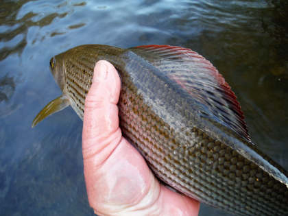 Grayling - most beautiful of fish