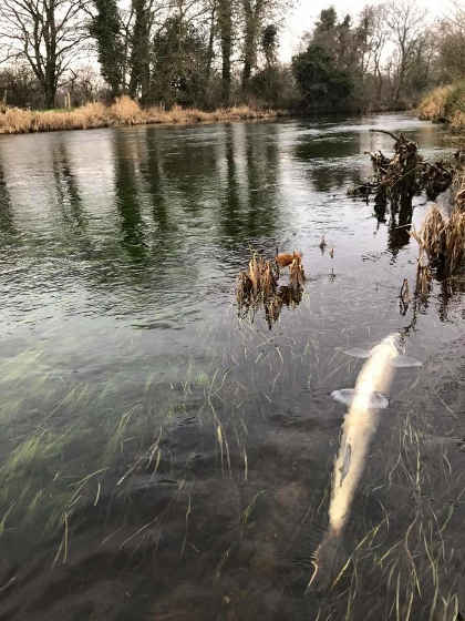 The results of the recent Teifi pollution. Photo: Steffan Jones