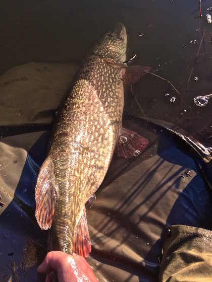 A Wye pike in great condition