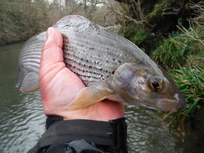 A nice Irfon grayling, caught in one of February's few windows of fishing opportunity.