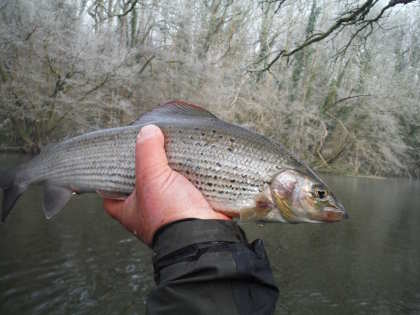 A silver Irfon grayling, caught during January's cold snap