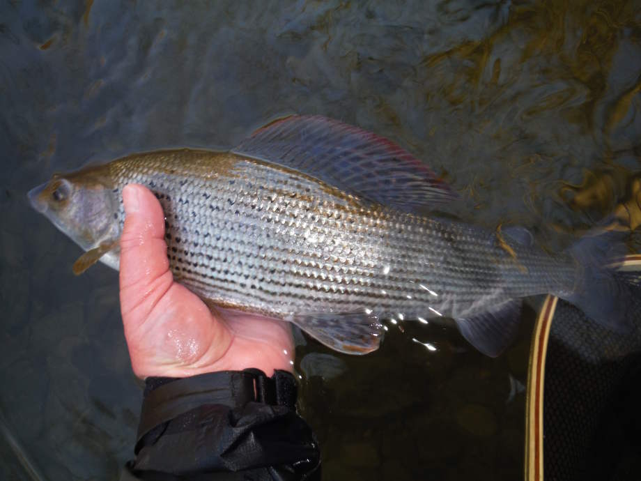 A good grayling from Cefnllysgwynne