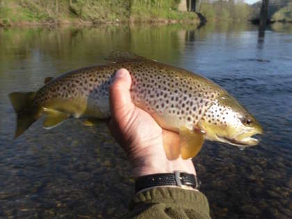 A nice early season wild brown from the Usk Town Water