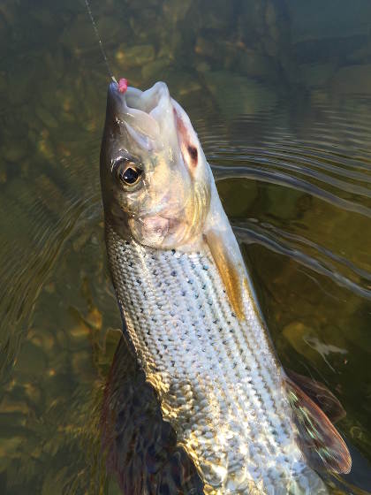 Upper Wye grayling