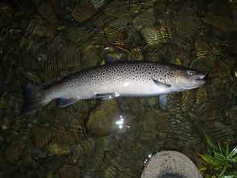 Sea trout fishing at night on the beautiful Welsh Dee