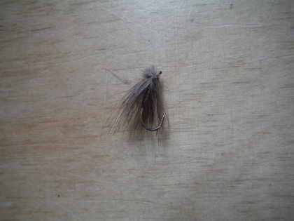 Hair Wing Sedge