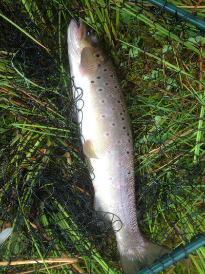 Llyn Gwgia trout