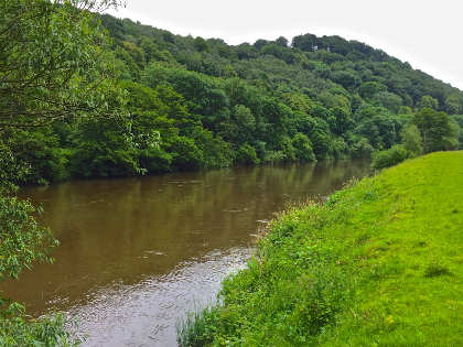 The Wye was carrying some colour on opening week - just what barbel anglers wanted!