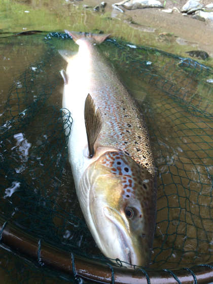 One of the three salmon Tim Hughes caught from the Lower Llanstephan and Llangoed beat on 27th June