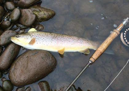 Jonathan Evans's 21inch trout from the Dinas beat of the Usk on 26th June.