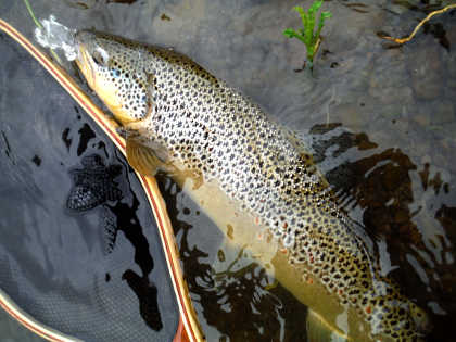 Oliver's superb 19 inch wild Teme brown