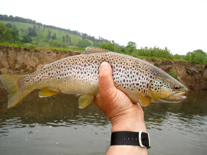 16 inch trout from among the 15 from Oliver's day at Bucknell