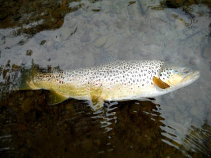 17 inch trout from among the 15 from Oliver's day at Bucknell