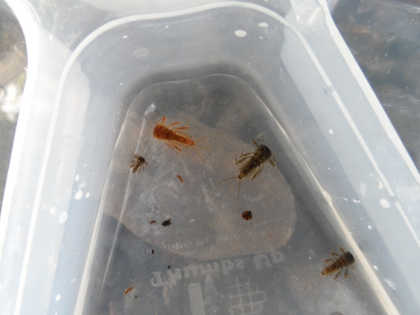 Heptagenid bymphs from the Bideford Brook