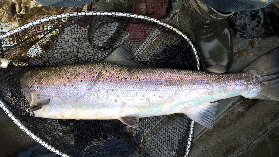 The 47inch salmon caught from Llangoed Pool on the 12th March.