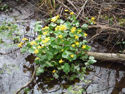 Marsh marigolds on the opening day