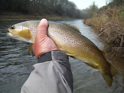 Good early season trout from the lower Usk.