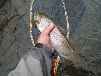 An early season olive-feeder from the Usk