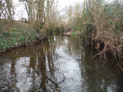 Stalking trout on the Bideford Brook in March