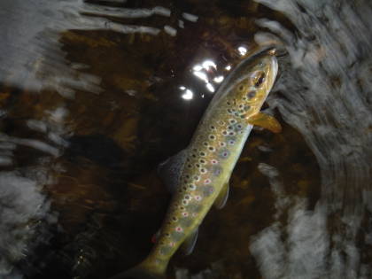 Cannop Brook wild brown