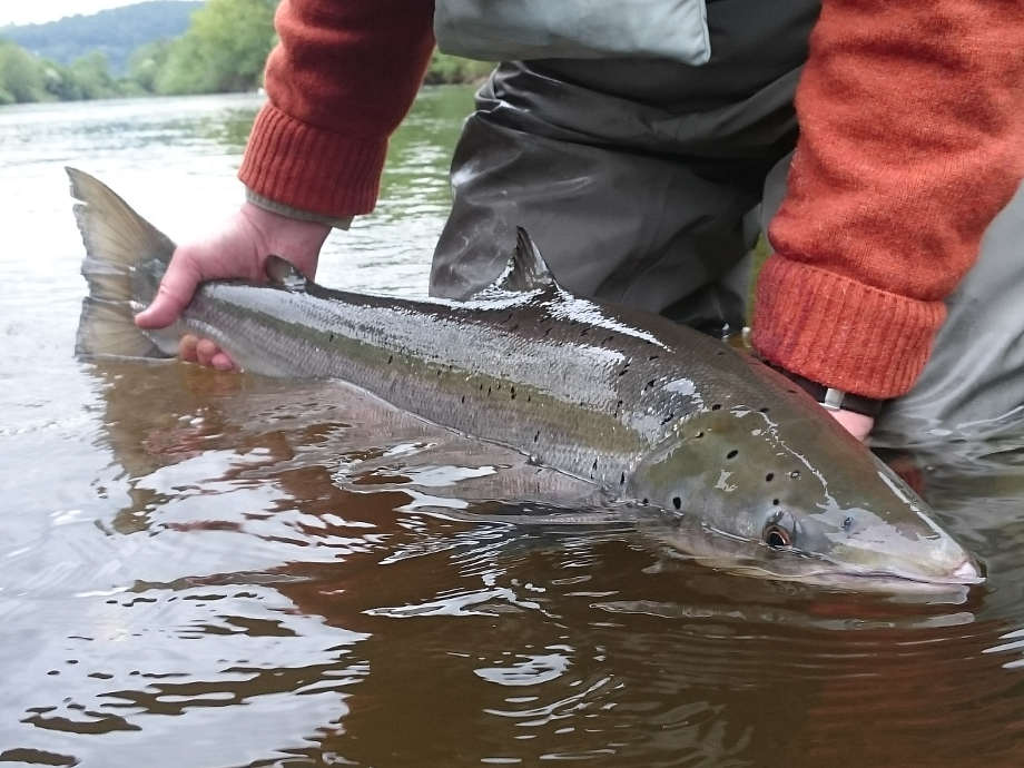 A 15lb salmon from the Goodrich Court beat in May