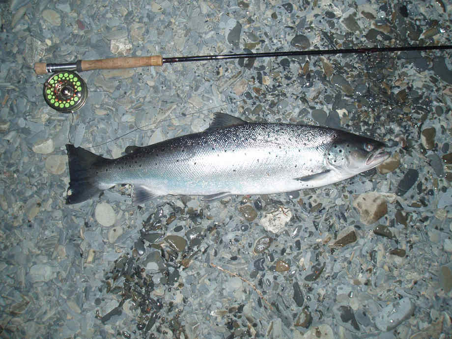 Celtic Sea Trout Project  Catching sea trout in the sea