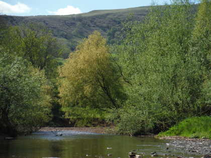 Spring on the upper Monnow