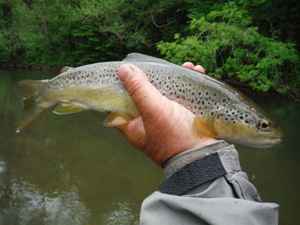 Monnow Valley Mayfly feeder