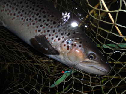 A good sewin from the Towy, caught on Lyn Davies's Secret Weapon.