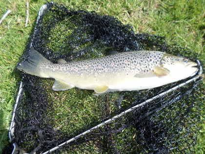 A superbly conditioned 18 inch brown from the Bucknell beat of the Teme. Photo: David Cooksey