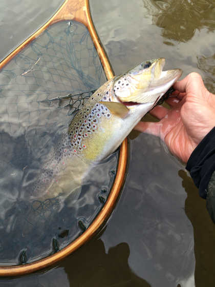 A fine 18 inch trout from the Arrow near Pembridge taken on a dry fly in May. Photo: Rich Norman