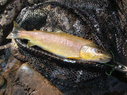 One of the many good Usk trout Dave Collins had at Penpont on 13th May.