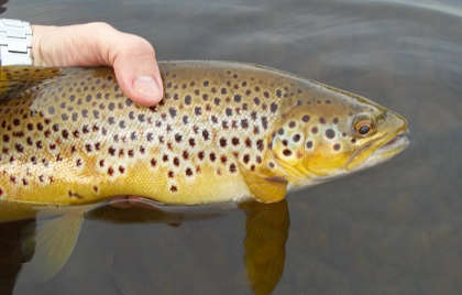 A fine brown from Talybont in May this year. Photo: Ceri Thomas