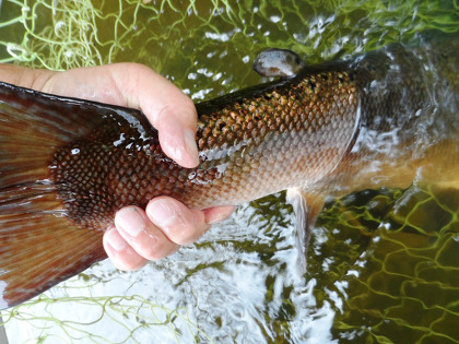 Autumn salmon about to go back