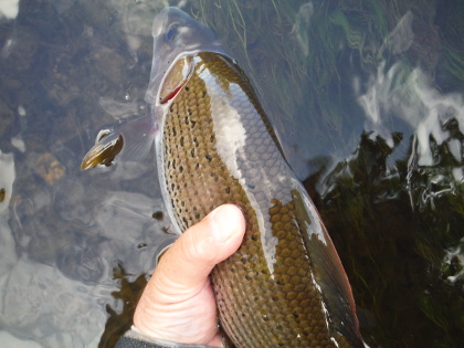 Grayling on the dry fly