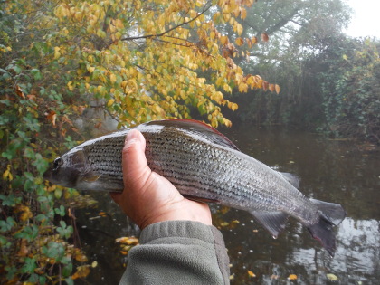 Autumn salmon about to go back