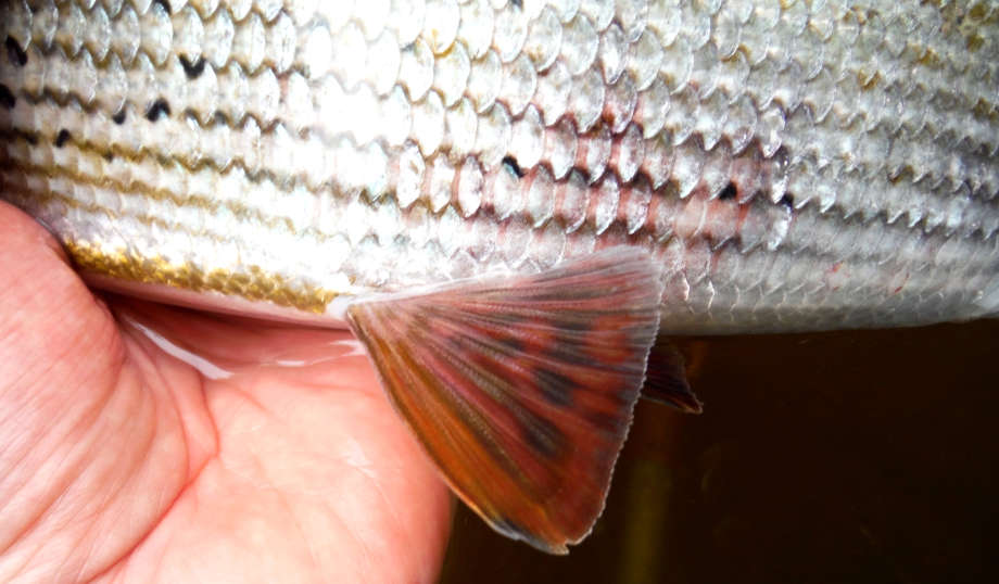Grayling colours