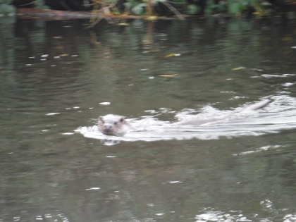 Otter at The Leen