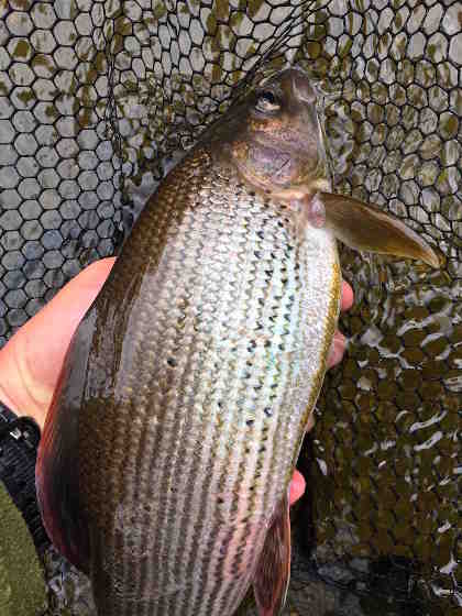 Upper Wye grayling