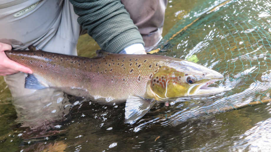 James Beeson's 32inch fish from the Abernant beat on the upper Wye on the 3rd October