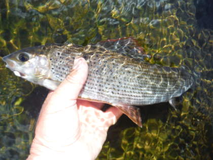 A Pwll y Faedda grayling (upper Wye)