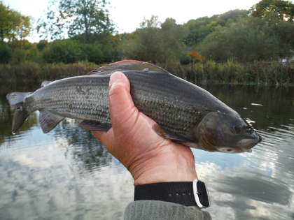 An Avon grayling