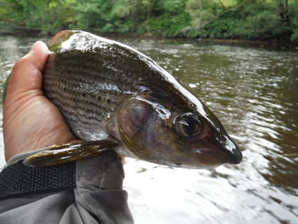 October grayling