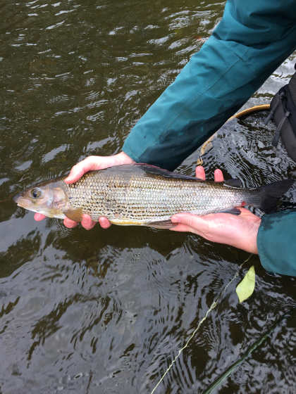 19 inch grayling from the Cammarch Hotel water on the Irfon