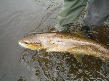 Alan Ockenden, on his first day of salmon fishing, returns an autumn fish to one of Pashley's pools.