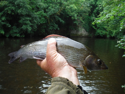 Irfon grayling