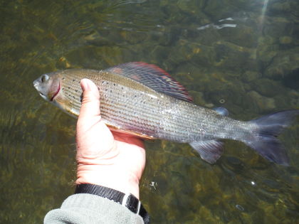 Lugg grayling