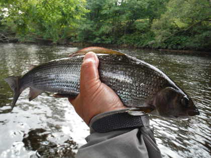 Upper Wye grayling